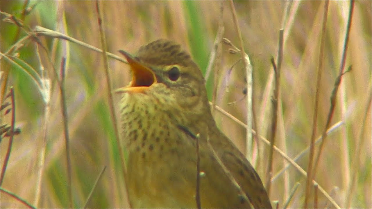Grasshopper Warbler, Cetti's Warbler in England...and other loud stuff