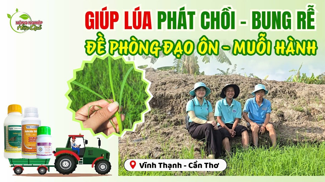 REVIEW KỲ 126| GIÚP LÚA PHÁT CHỒI – BUNG RỄ – ĐỀ PHÒNG ĐẠO ÔN – MUỖI HÀNH #agriculture