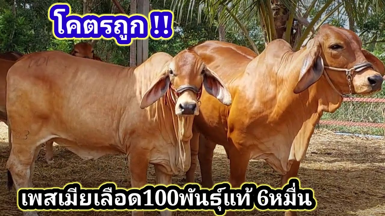ขออนุญาตใช้คำว่า