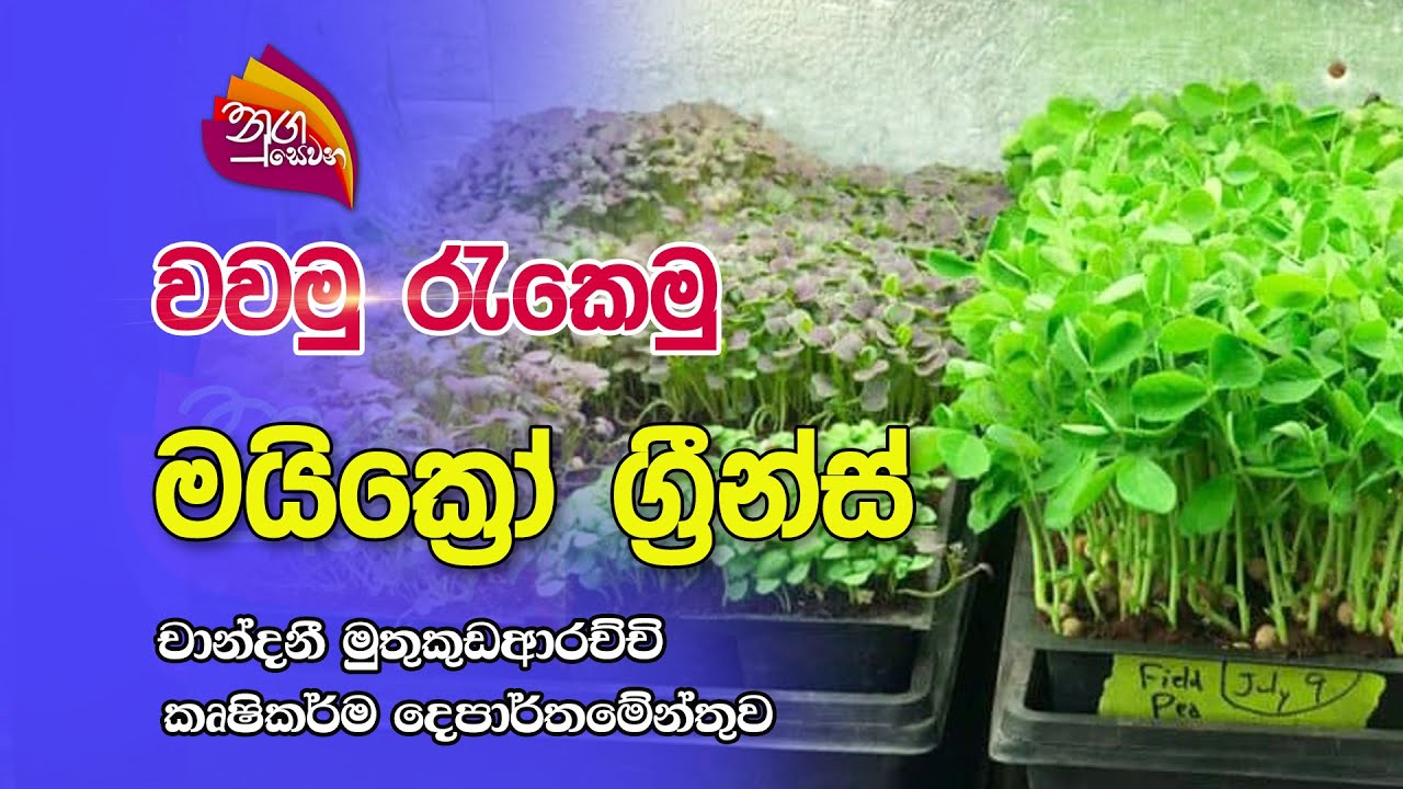 Nugasewana | වවමු රැකෙමු - මයික්‍රෝ ග්‍රීන්ස්  | 2022-11-16 |Rupavahini