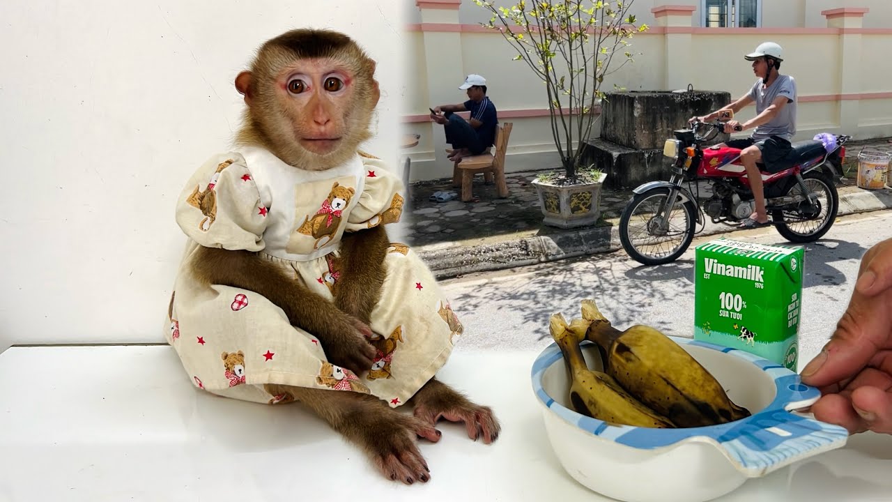 Dad prepared breakfast for Tina and then went to find the monkey Xuka.
