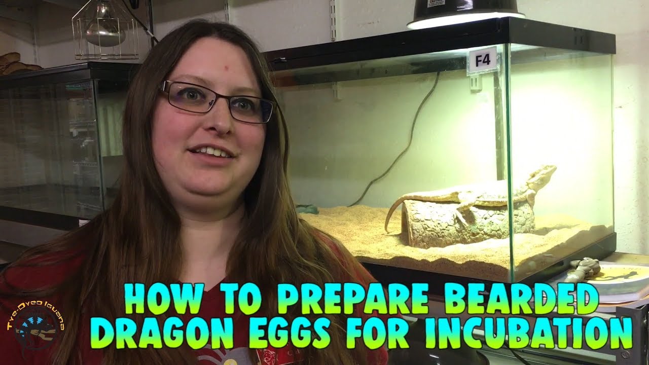 How to Prepare Bearded Dragon Eggs for Incubation