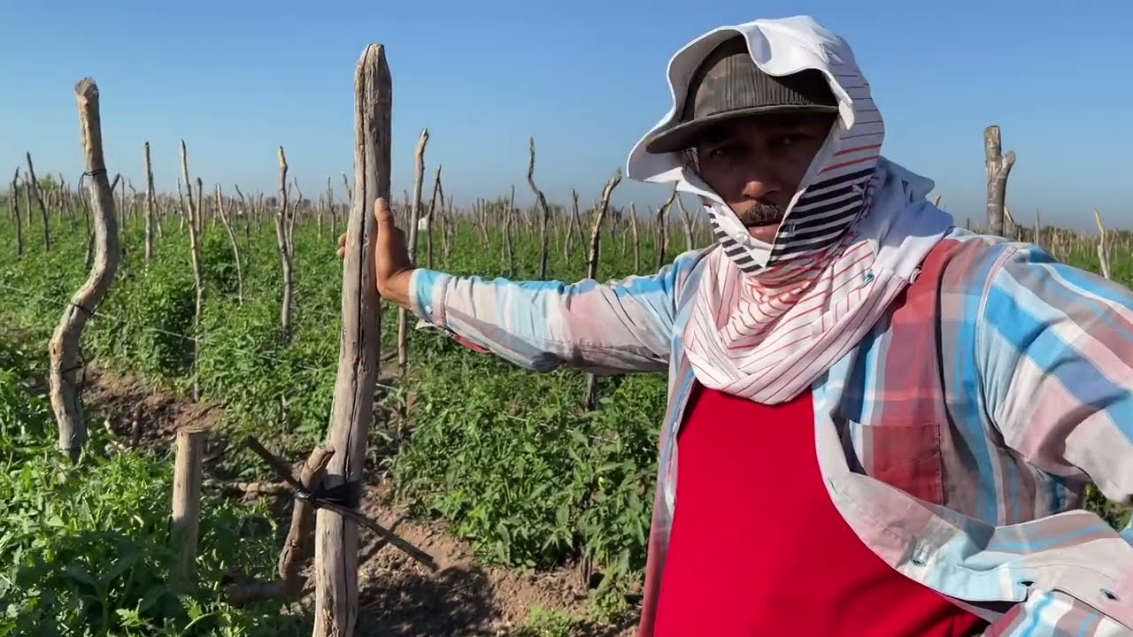 Inicia la jornada agrícola en Sinaloa