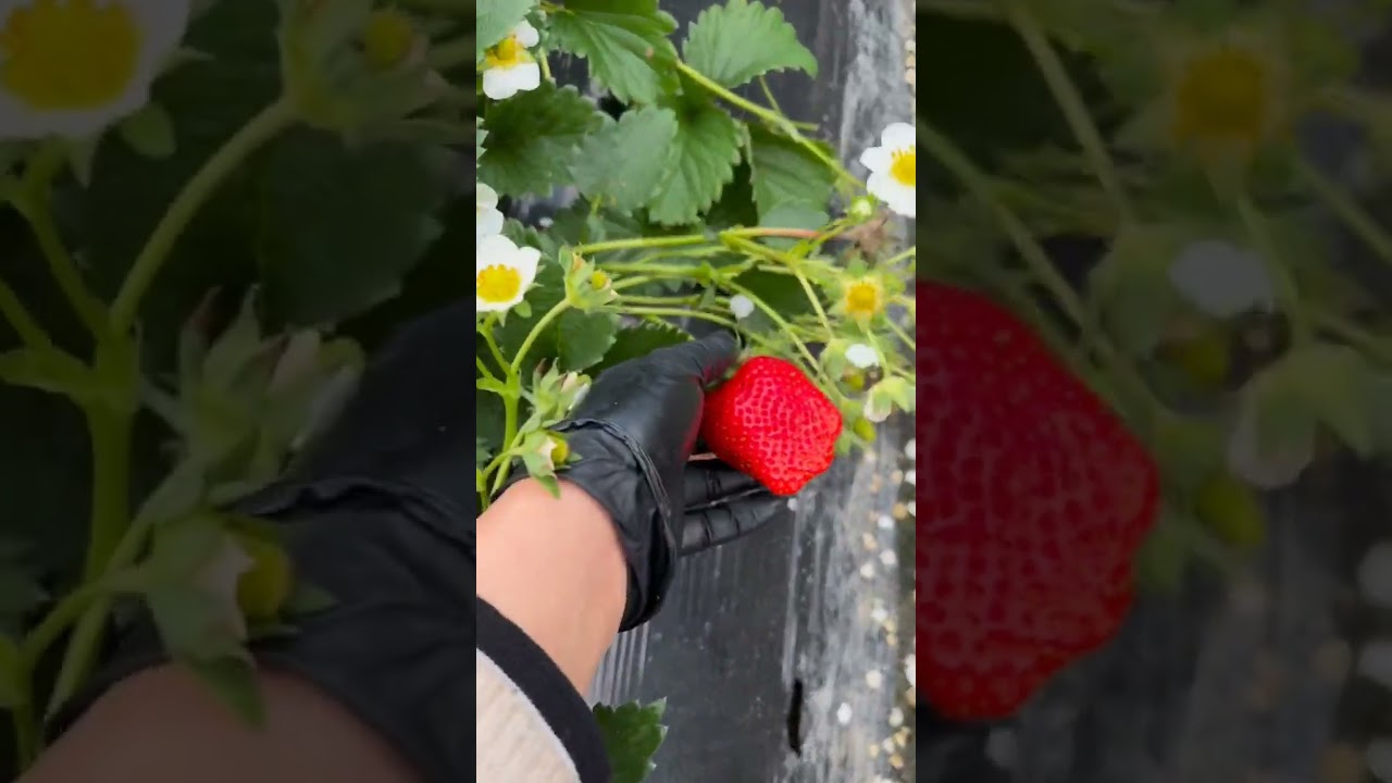 picking stoberi fresh from the garden 