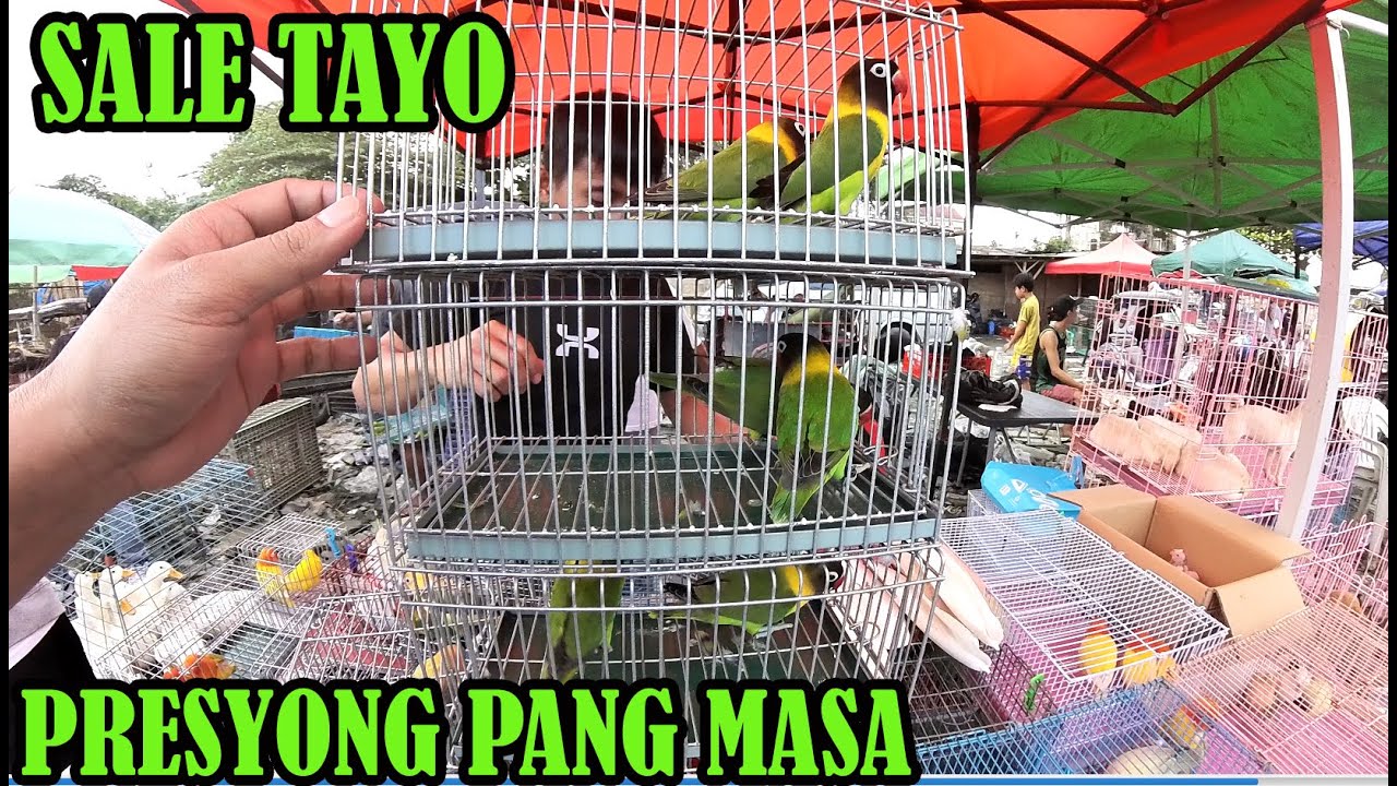 BIRDS SALE SA BOCAUE BULACAN GAGANDA NG DALA NILA