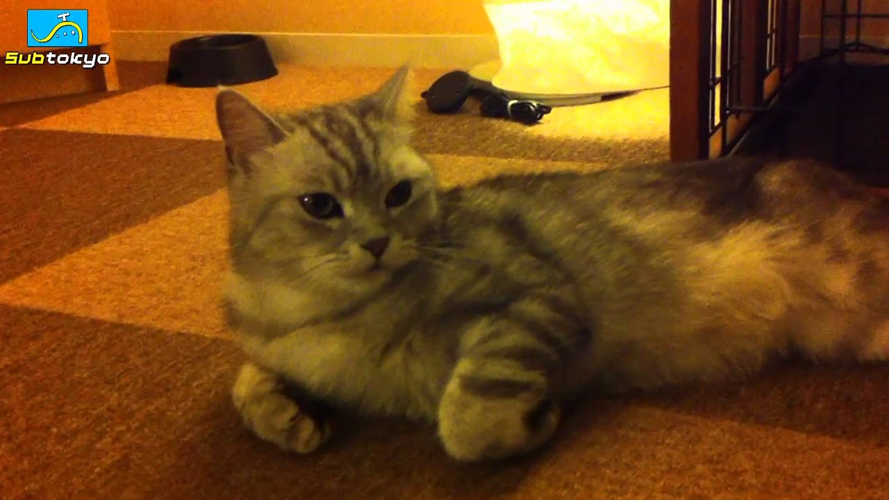 Cat Cafe Nekorobi! Subtokyo 109