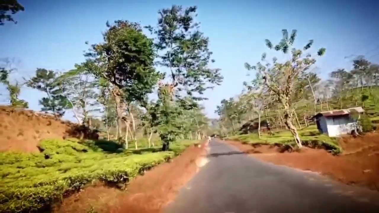 Tripura darmanagar Ranibari tea 🍵 garden....vlog