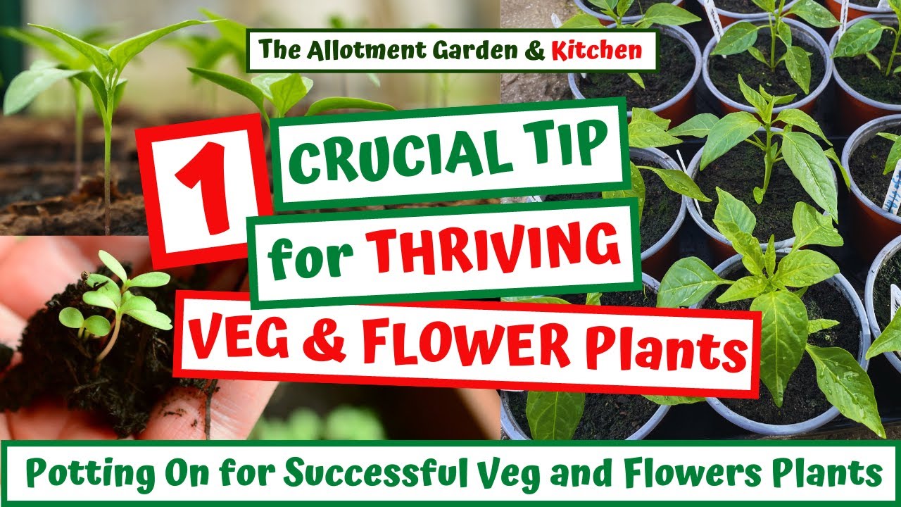 How to Grow Stronger Vegetable and Flower Plants: Potting on Seedlings for Maximum Health #142
