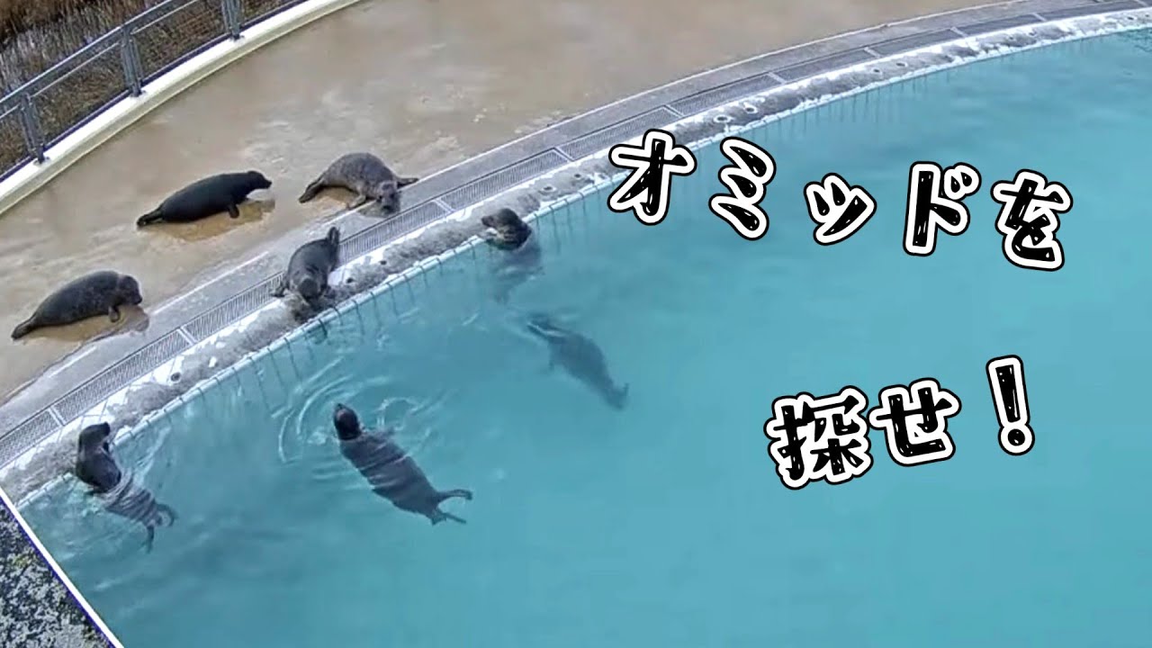 オミッド潜伏中?!10頭ザラシのなかからオミッドを探せ!!【アザラシ幼稚園】