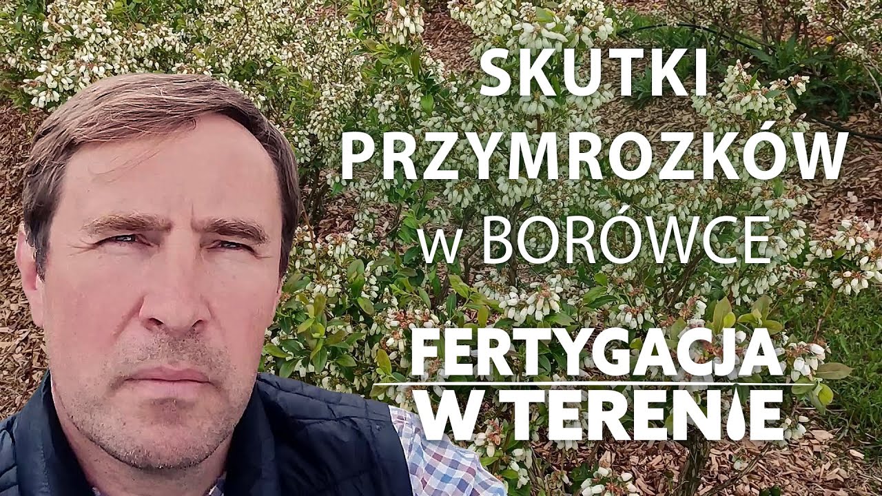 Jak można zapobiec uszkodzeniom po przymrozkach w borówce? Borówka amerykańska Chandler
