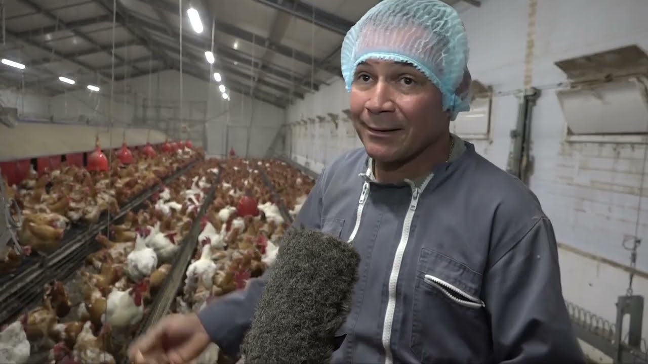 Cultiv'à nou - Couvée d'Or, la filière poussins 100%  péi - partie 1