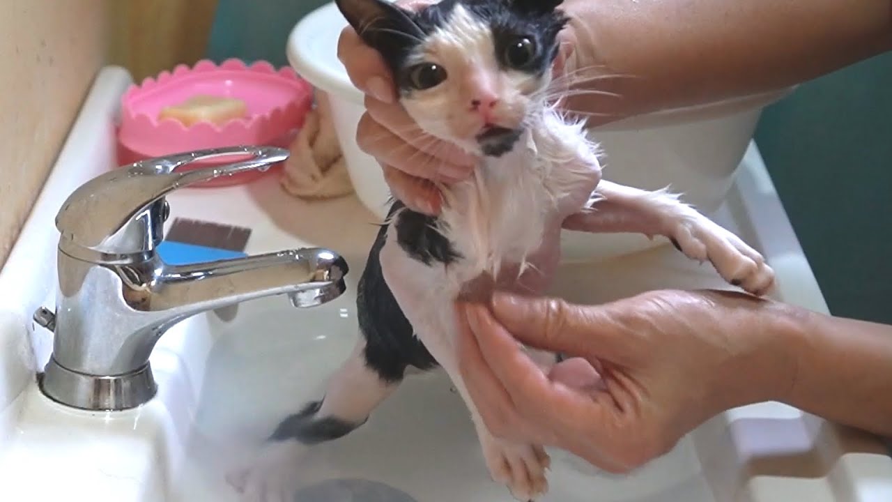 Спасенный котенок, удивленный первым буйством в ванной! Попрощайтесь с жизнью уличного котенка!