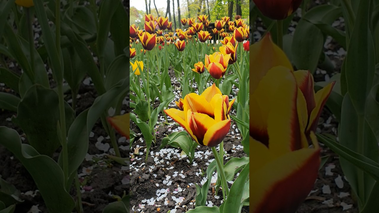 tulip Gavota (Тюльпан Гавота) #flowers #spring