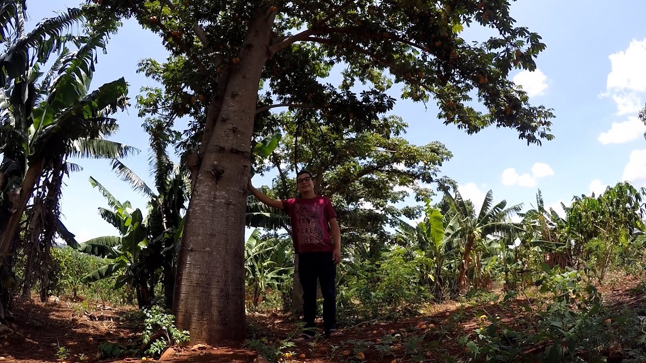 JARACATIA MAMOEIRO BRAVO, MAMOEIRO DO MATO, MAMÃOZINHO, MAMUÍ