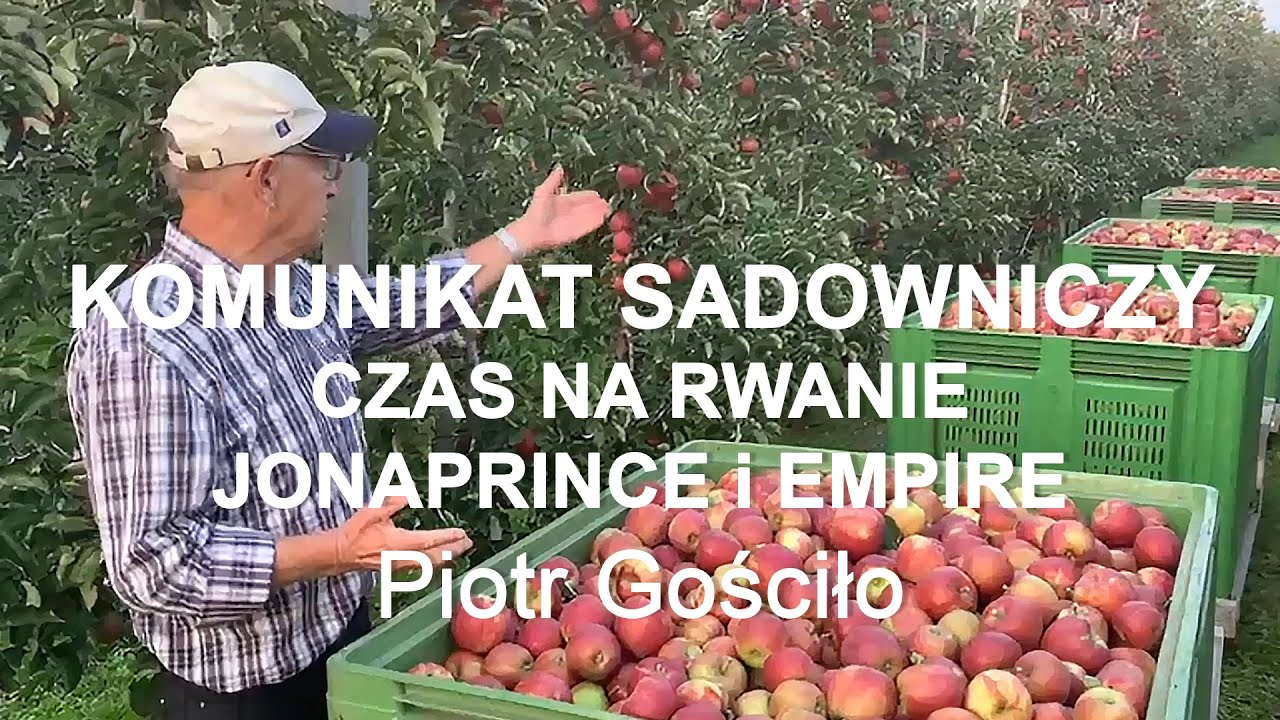 #51 JONAPRINCE i EMPIRE Kiedy zacząć zrywać? - Komunikat sadowniczy Piotr Gościło