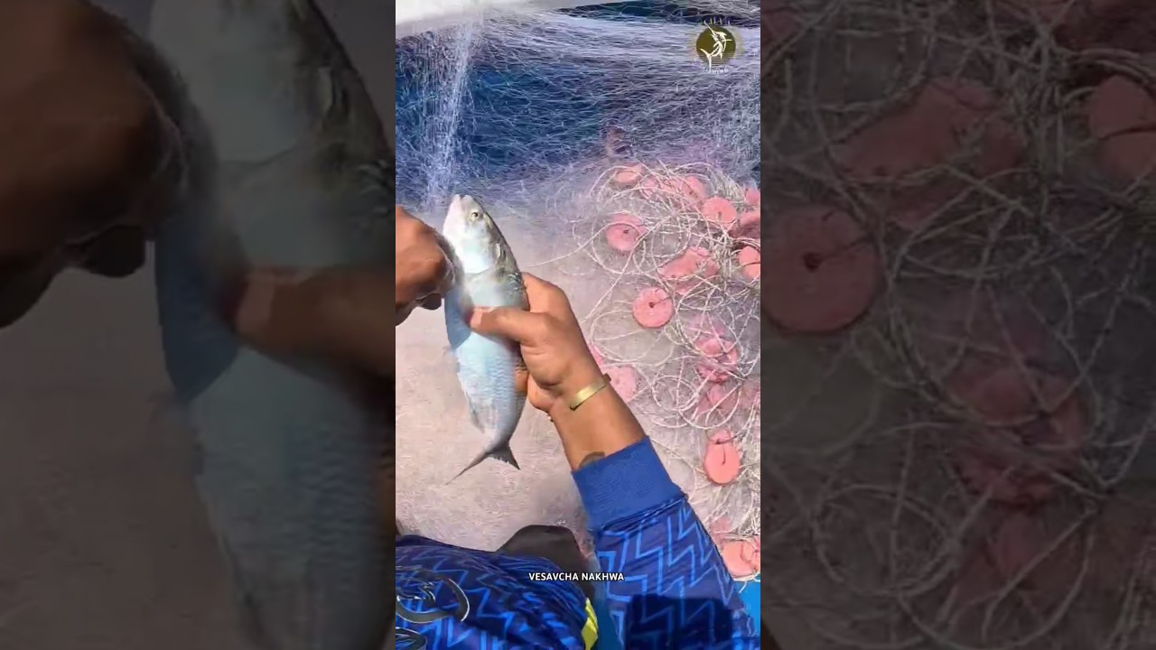 PALA MASEMARI | HILSA FISH | #vesavchanakhwa #fishing #hilsa #trending #mumbai #fish #viralshorts