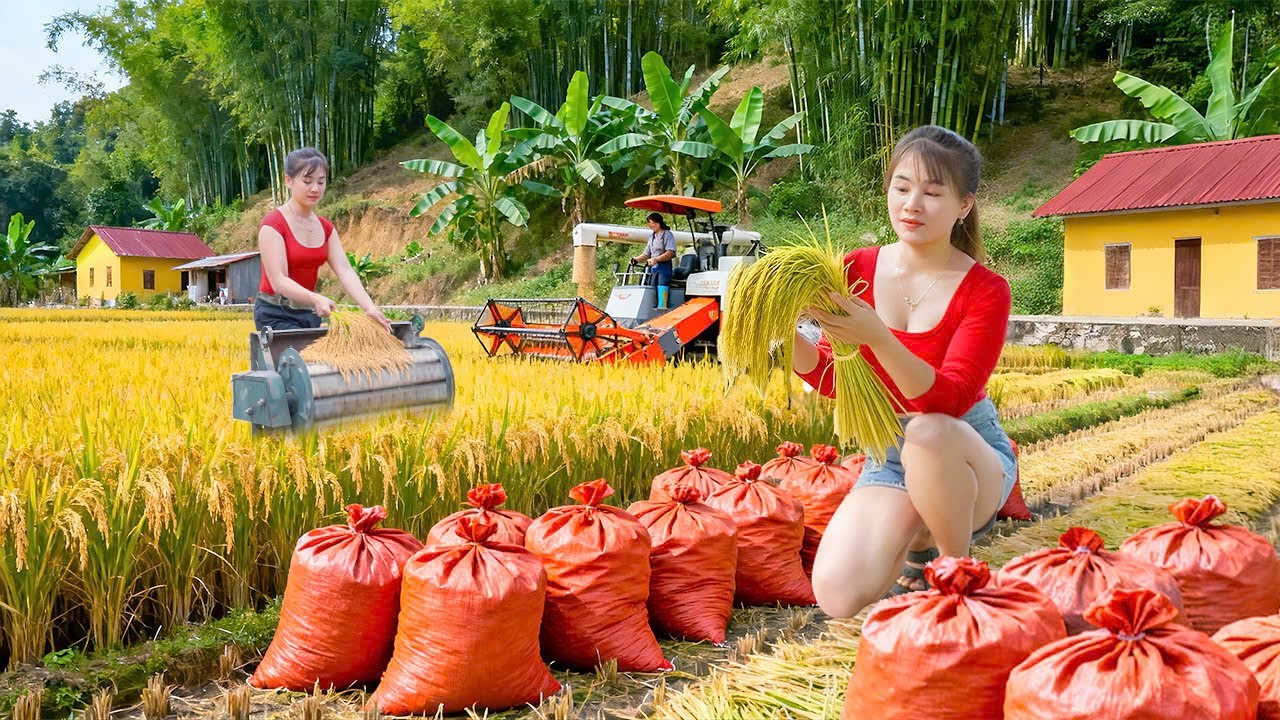 Harvesting Upland Rice, How to Dry and Preserve Upland Rice | Nhất My Bushcraft