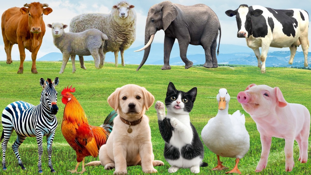 🌿 Mu&ocirc;n Lo&agrave;i H&acirc;n Hoan Đồng Ca Rộn R&agrave;ng &ndash; Ch&oacute;, M&egrave;o, Heo & G&agrave; H&ograve;a Giọng Dễ Thương | Animals 🐶🐱🐓🐄