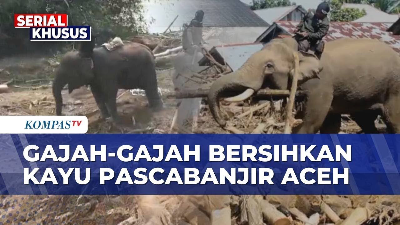 Gajah Sumatera Ikut Bersihkan Kayu Pasca-Banjir Bandang Aceh