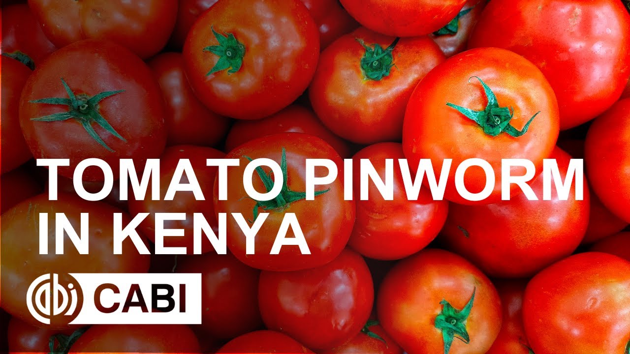 Tomato pinworm in Kenya