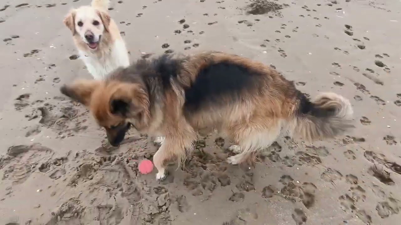 Talacre beach fishing dogs play 