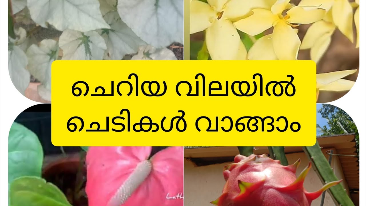 You can buy plants at a low price. Home plants. #home garden #watsapp business #affordable price.chedi.