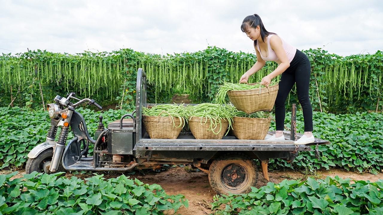 Harvesting Long Green Beans, Use Truck Transport Many Long Green Beans Goes To Market Sell