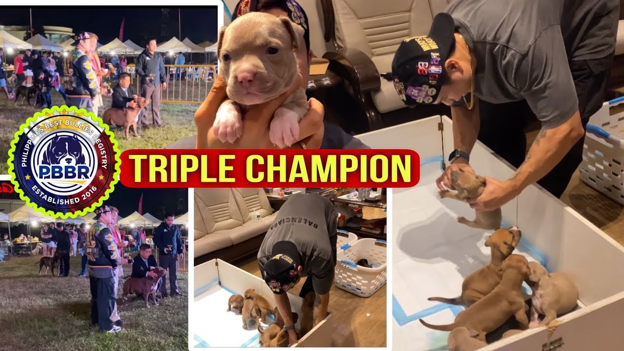 KRONOS TRIPLE CHAMPION NA | DUMADAMI NA ANG KRONOS PUPPIES | SAM WALASTIK