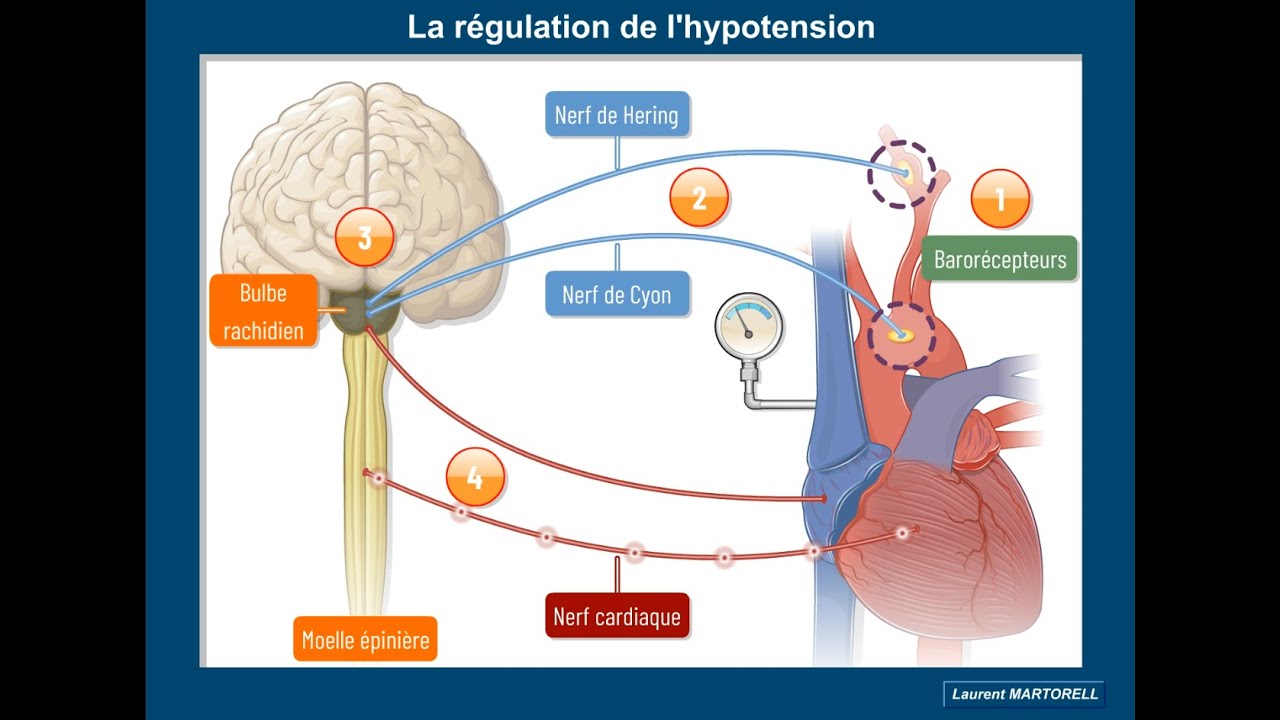 ✅ Comment la diminution de la pression sanguine est-elle régulée?