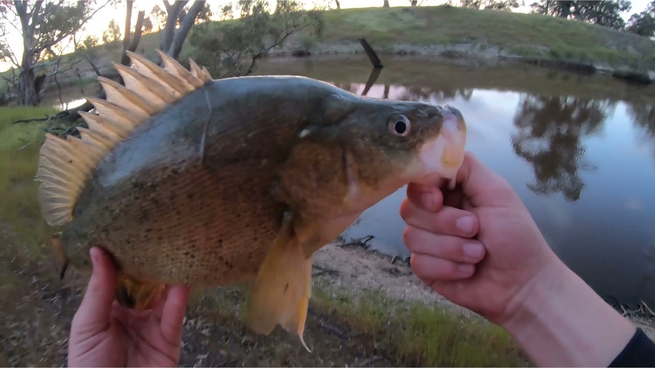 Yellowbelly fishing the Wimmera river with spinnerbaits