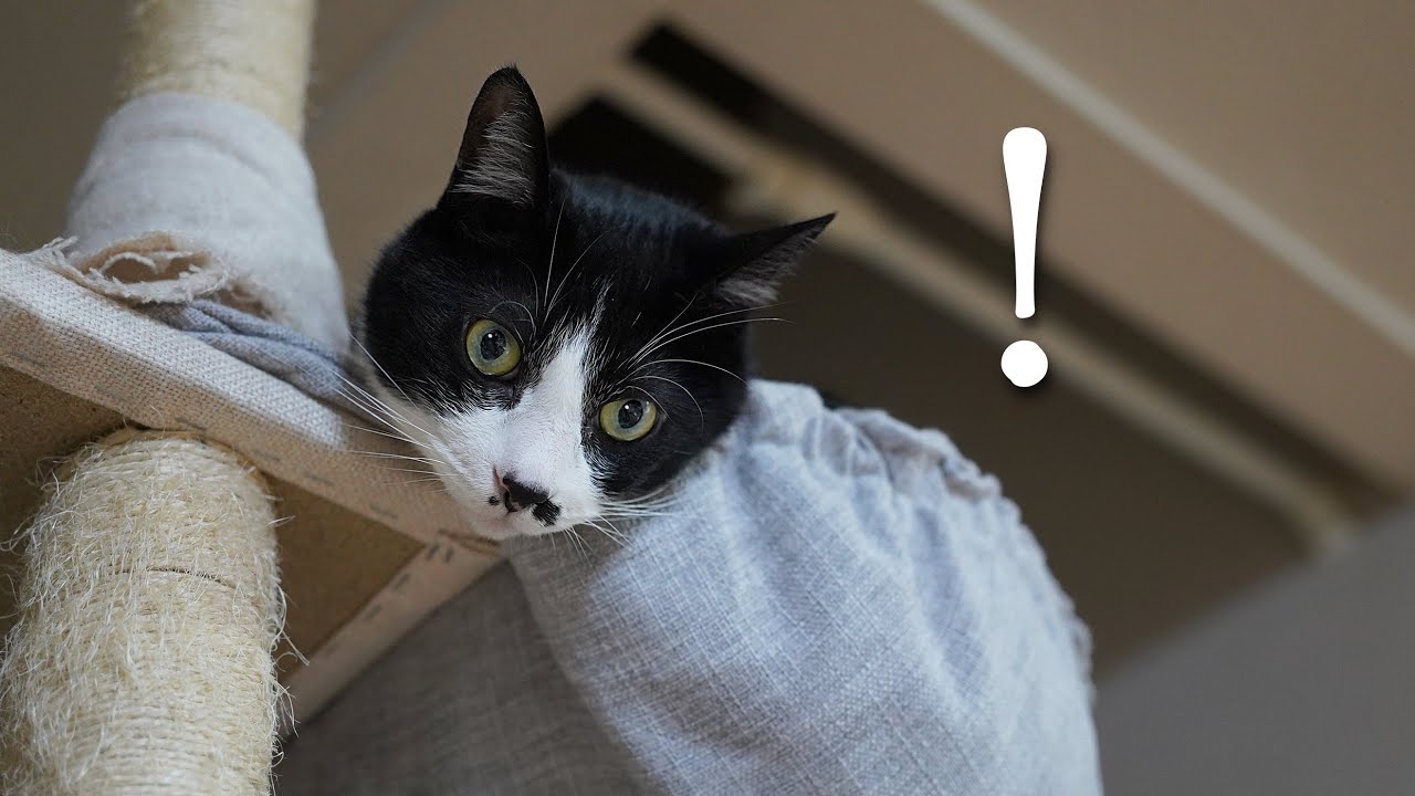 猫好きのお客さんだ！大歓迎猫、照れる猫、いろいろ反応