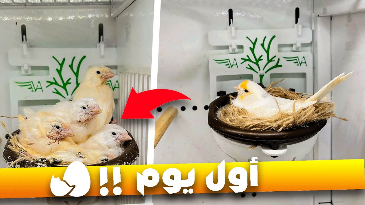 كيف أتعامل مع أنثى الكناري من أول أيام الحضن إلى آخر يوم لها مع الفراخ