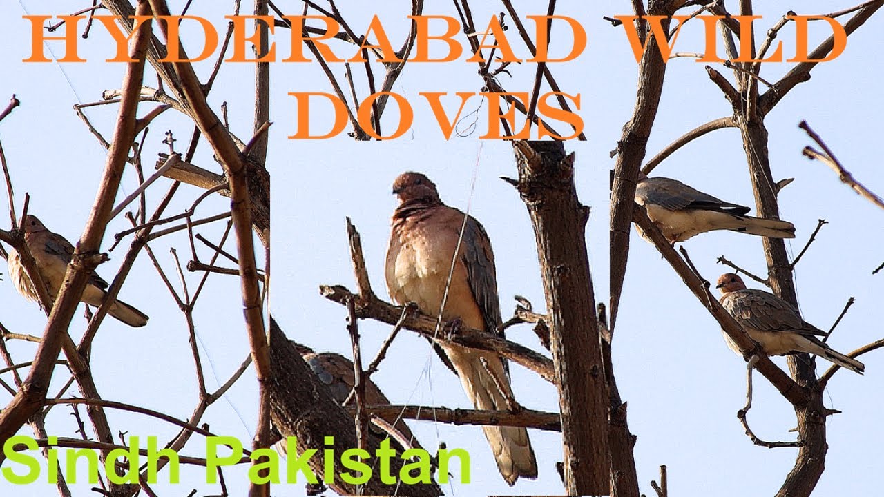 Golden Hour Wildlife Observation Of Spotted Doves On Weathered Mango Branches