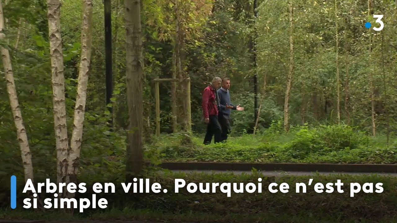 Arbres en ville. Pourquoi ce n'est pas si simple