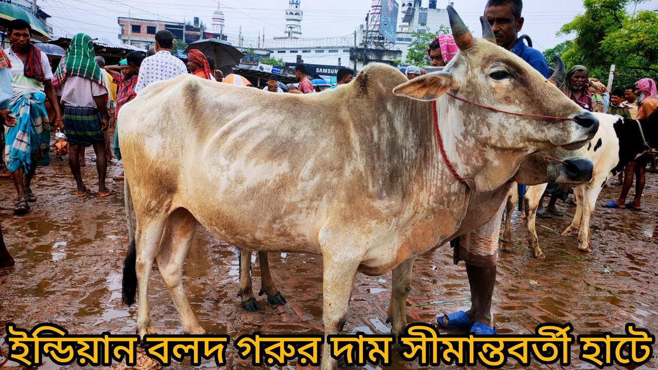 ইন্ডিয়ান বলদ গরুর দাম আজ পাঁচবিবি হাটে | Indian Bull Price Panchbibi Hat Joypurhat 15/07/25