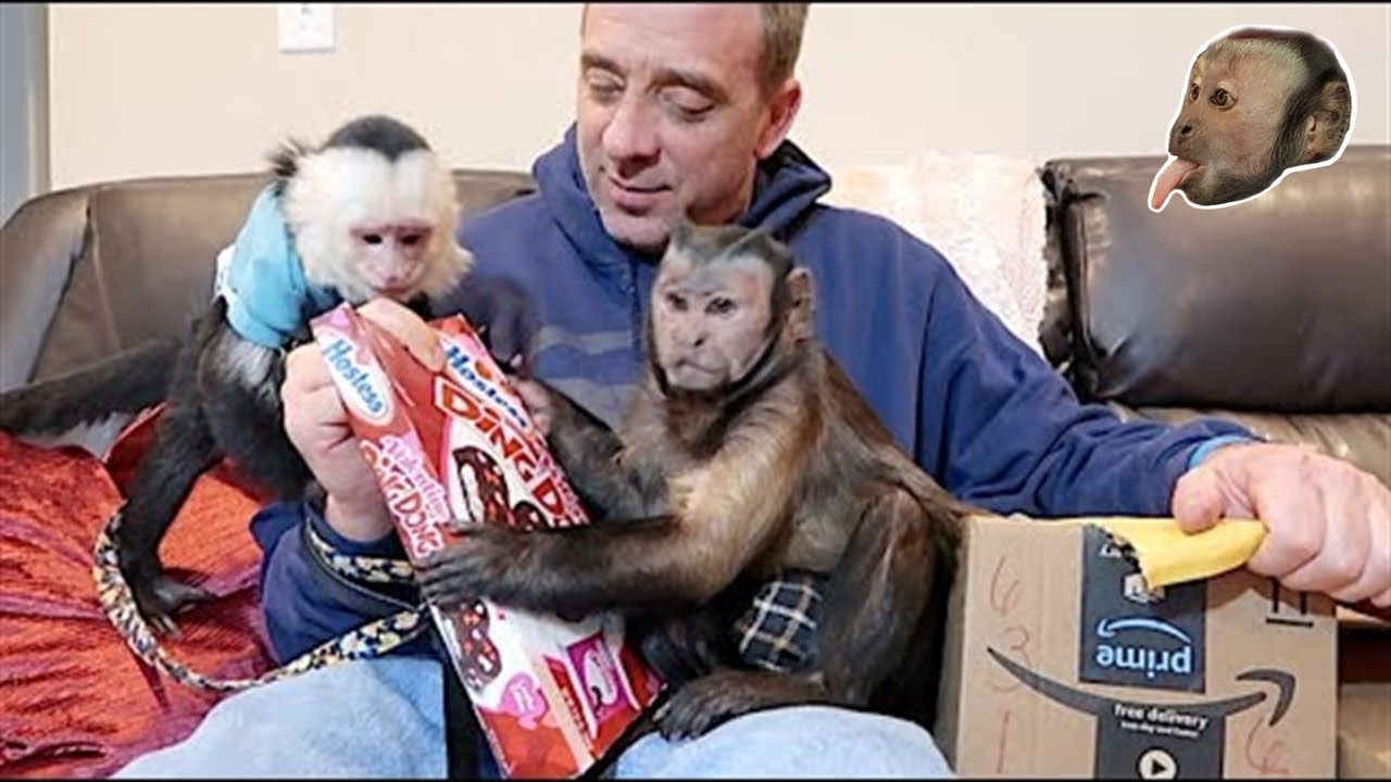 Capuchin Monkeys Opening Fan Mail!