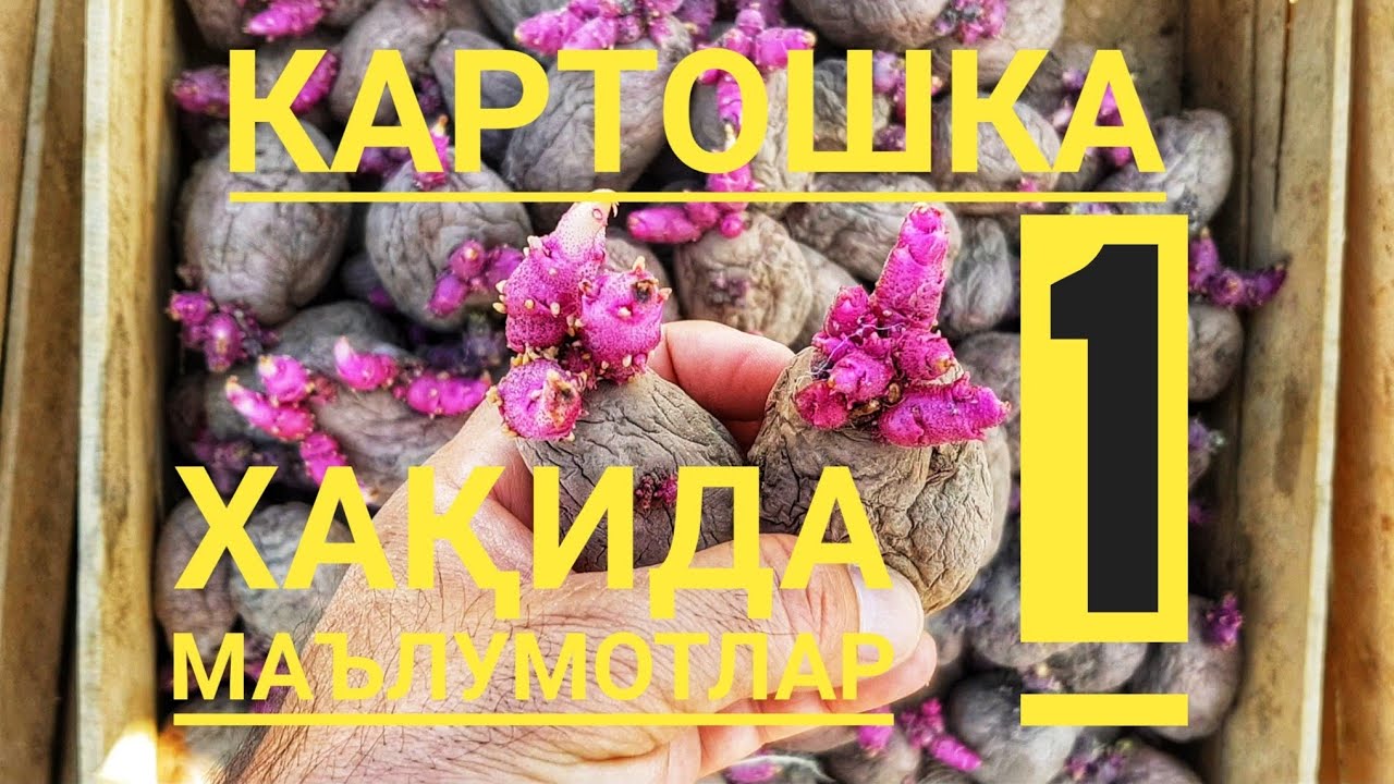 Картошка етиштириш агротехникаси №1