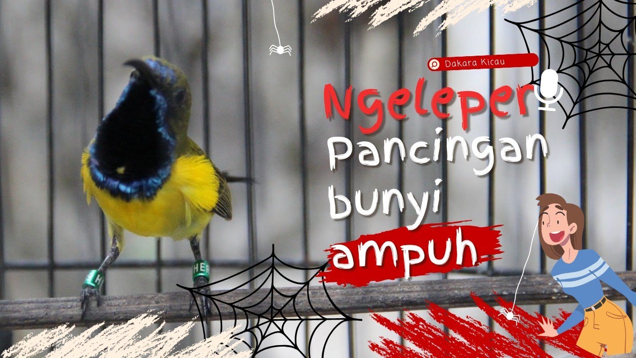 TAK LAMA ⁉️ SOGON MANAPUN TAK TAHAN LANGSUNG AUTO BUNYI NGLEPER NEMBAK PANJANG