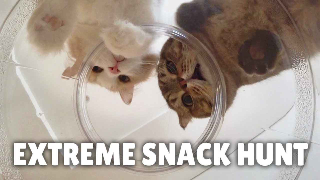 Find the Hidden Cat Treat Challenge