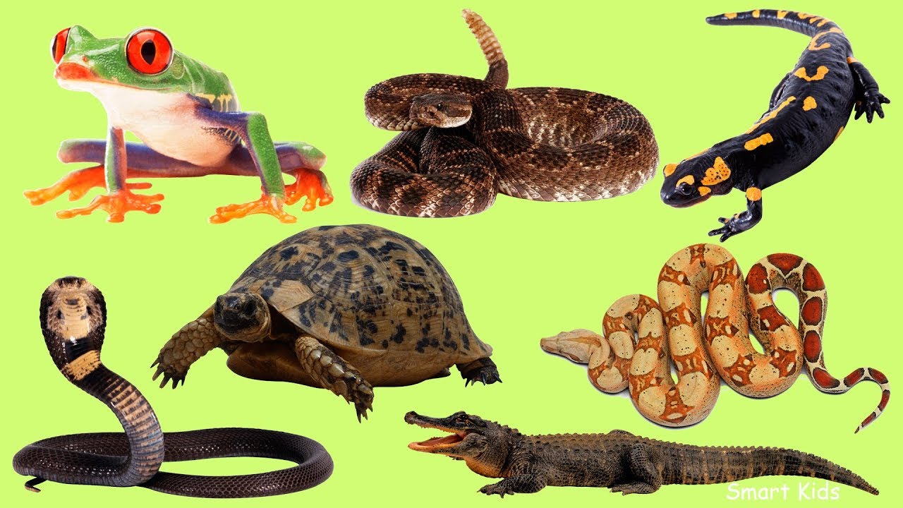 Reptiles & Amphibians Vocabulary in English 🐸 | Daily Practice with Audio Support