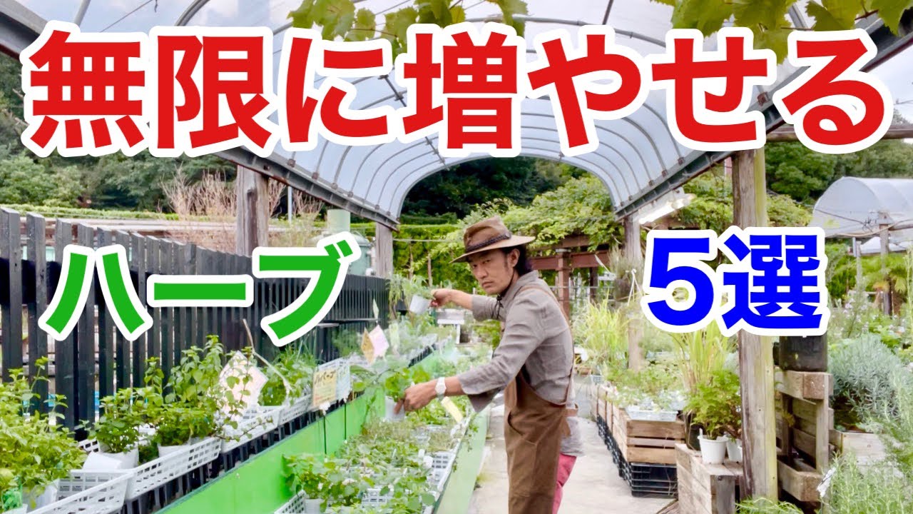 【一生幸せ】種で増やせるハーブ5選　　　【カーメン君】【園芸】【ガーデニング】【初心者】