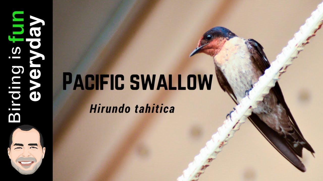 Pacific Swallow - Hirundo tahitica