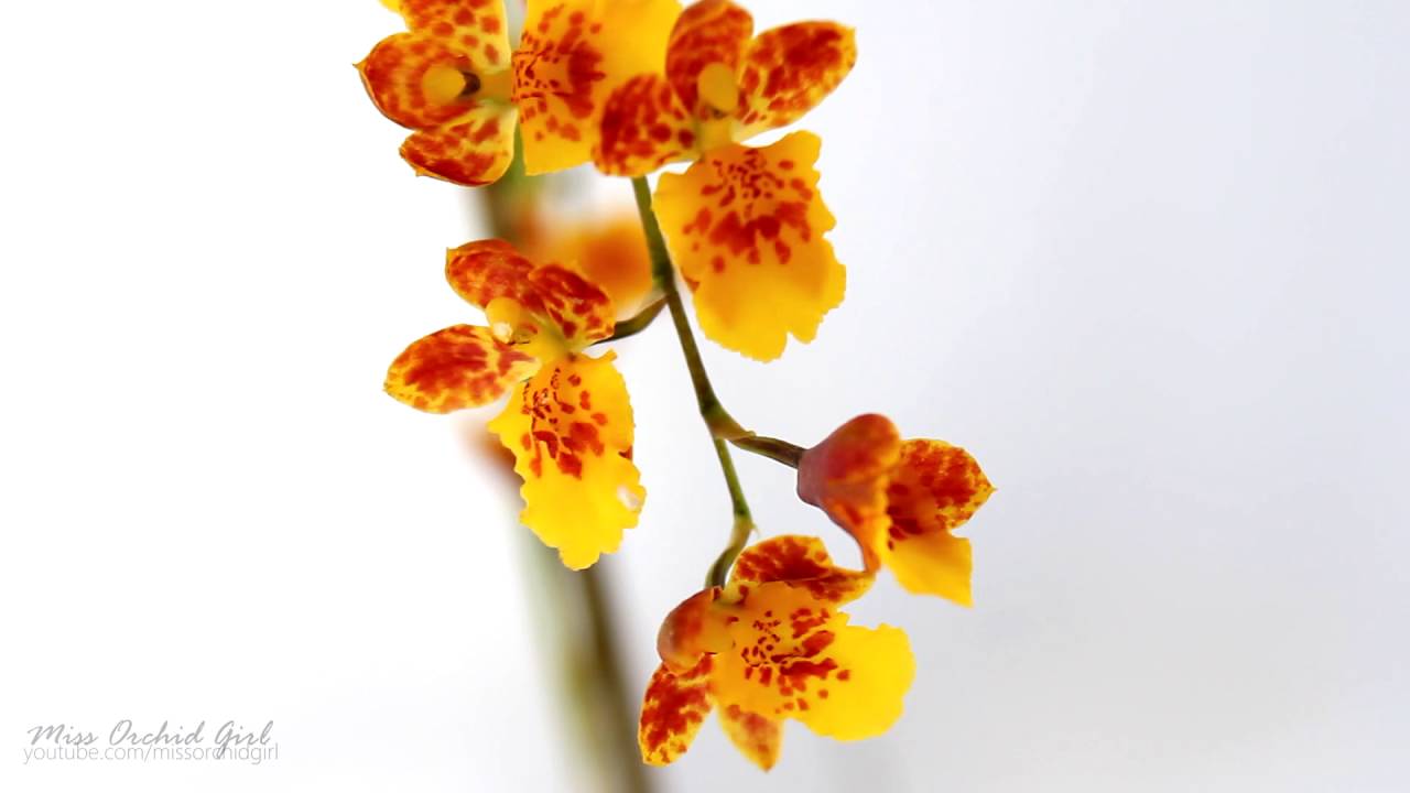 Orchid Identification - Howeara Chian-Tzy Lovely