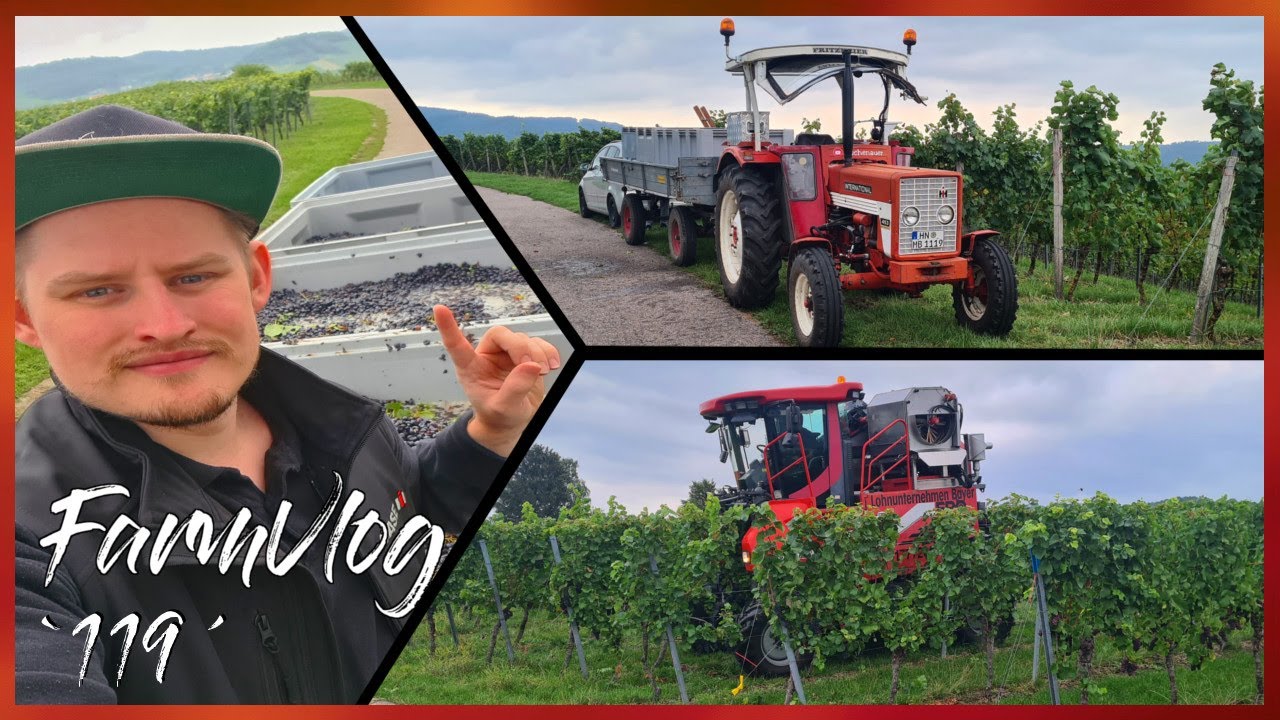 FarmVlog 🍇 `119´ - Ist das Ernteergebnis im Spätburgunder besser? - [Eschenauer] - [HD/2K]