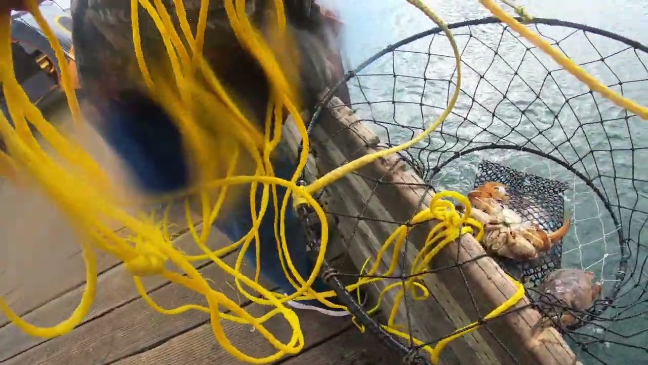 crabbing in Newport Oregon fishing pier 3/3/22