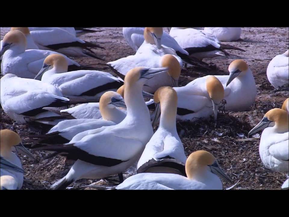 Anton Kristiansson - Jag vill inte va mig själv (Feat Maja Milner)