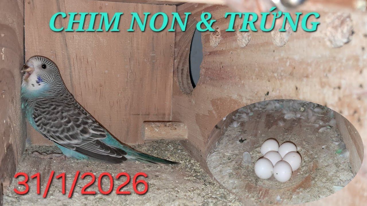 CUỐI THÁNG RÀ SOÁT TRỨNG &CHIM NON