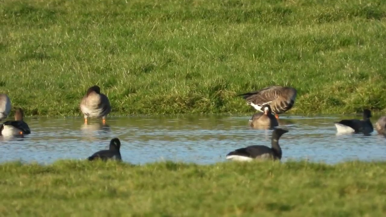 White-fronted Goose (Anser albifrons albifrons), Dart's Farm, Devon, UK.