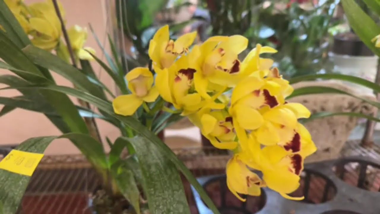 Huong Mai Succulents USA- Sen đá Hàn is live! Hoa Lan!