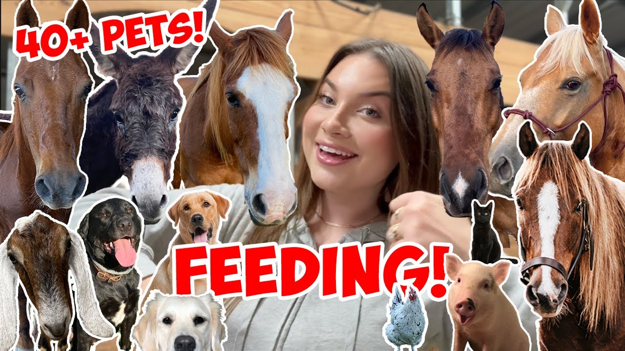 FEEDING ALL MY 40 ANIMALS FOR THE LAST TIME AT THIS FARM..